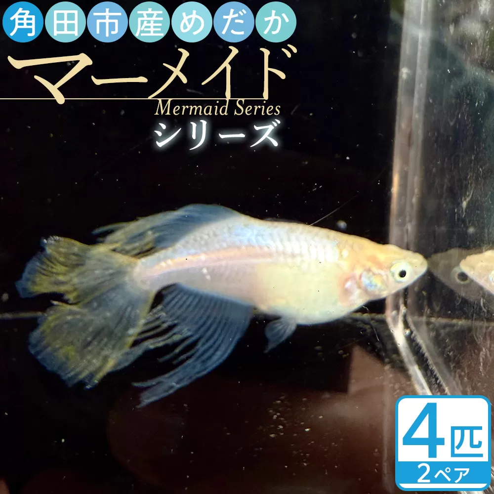 角田市産めだか（マーメイドシリーズ）　2ペア