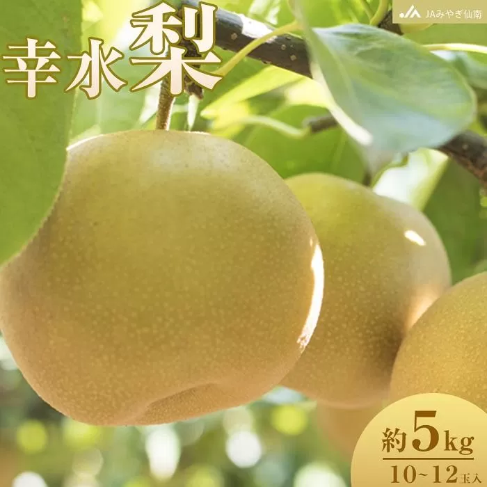 【JAみやぎ仙南】梨「幸水」約5kg (10～12玉入)