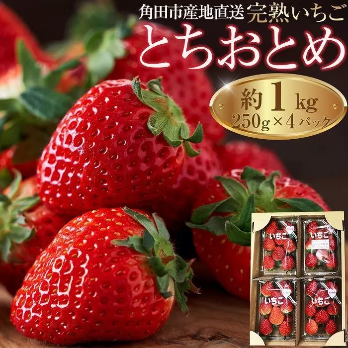 【先行予約】【角田市産地直送】朝摘みいちご「とちおとめ」合計約1kg（250g×4パック）【2025年12月下旬より順次発送】