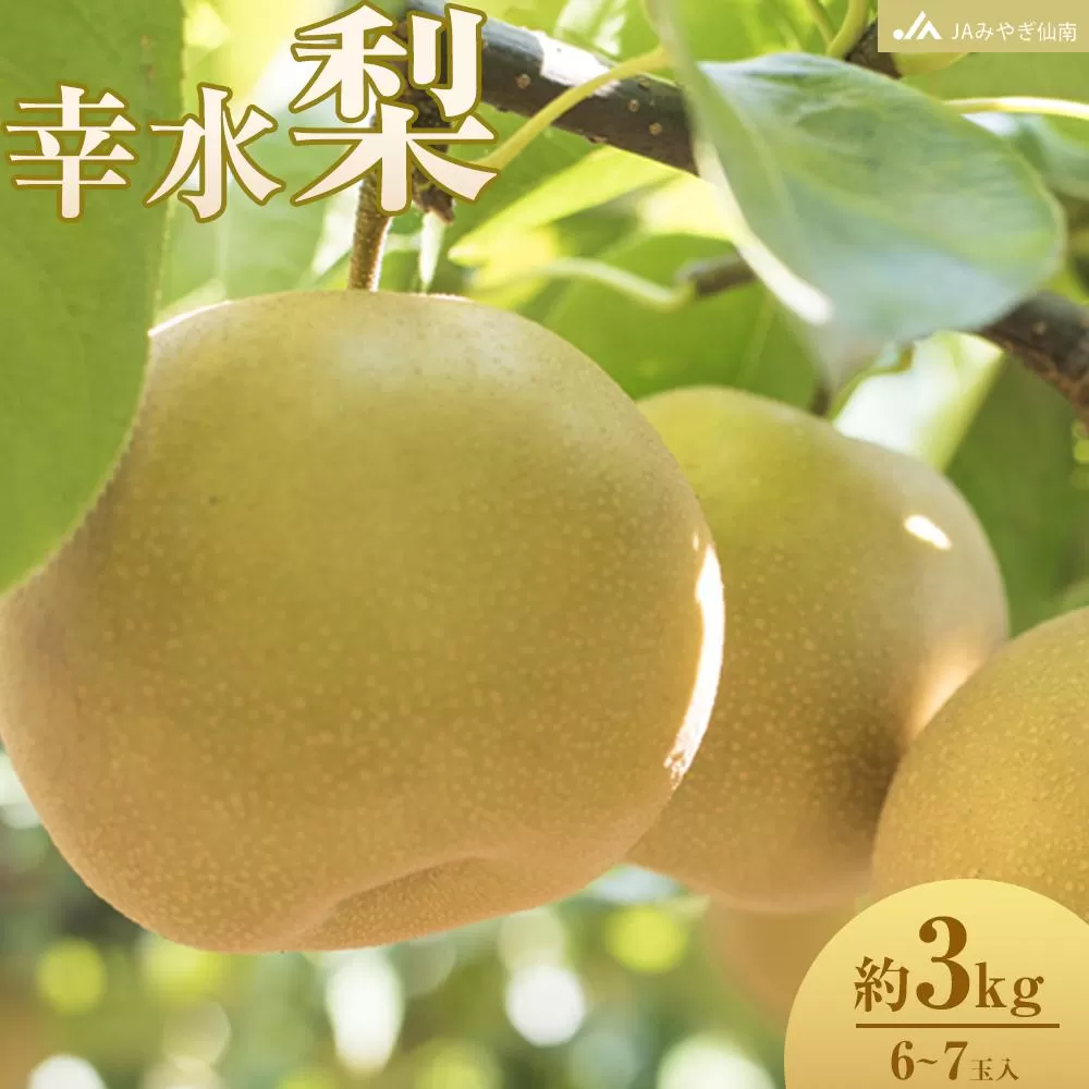 【JAみやぎ仙南】梨「幸水」約3kg (6～7玉入)