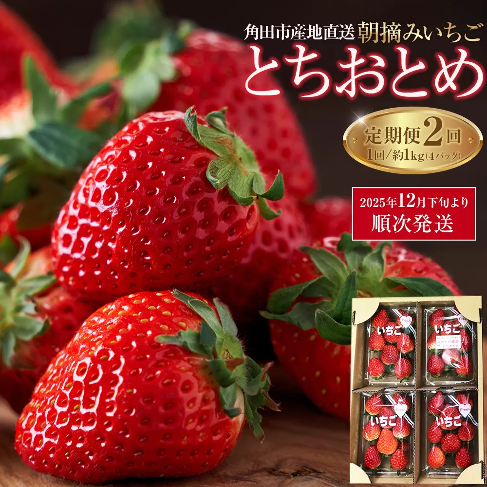 【定期便2回】【角田市産地直送】朝摘みいちご「とちおとめ」合計約1kg（250g×4パック）
