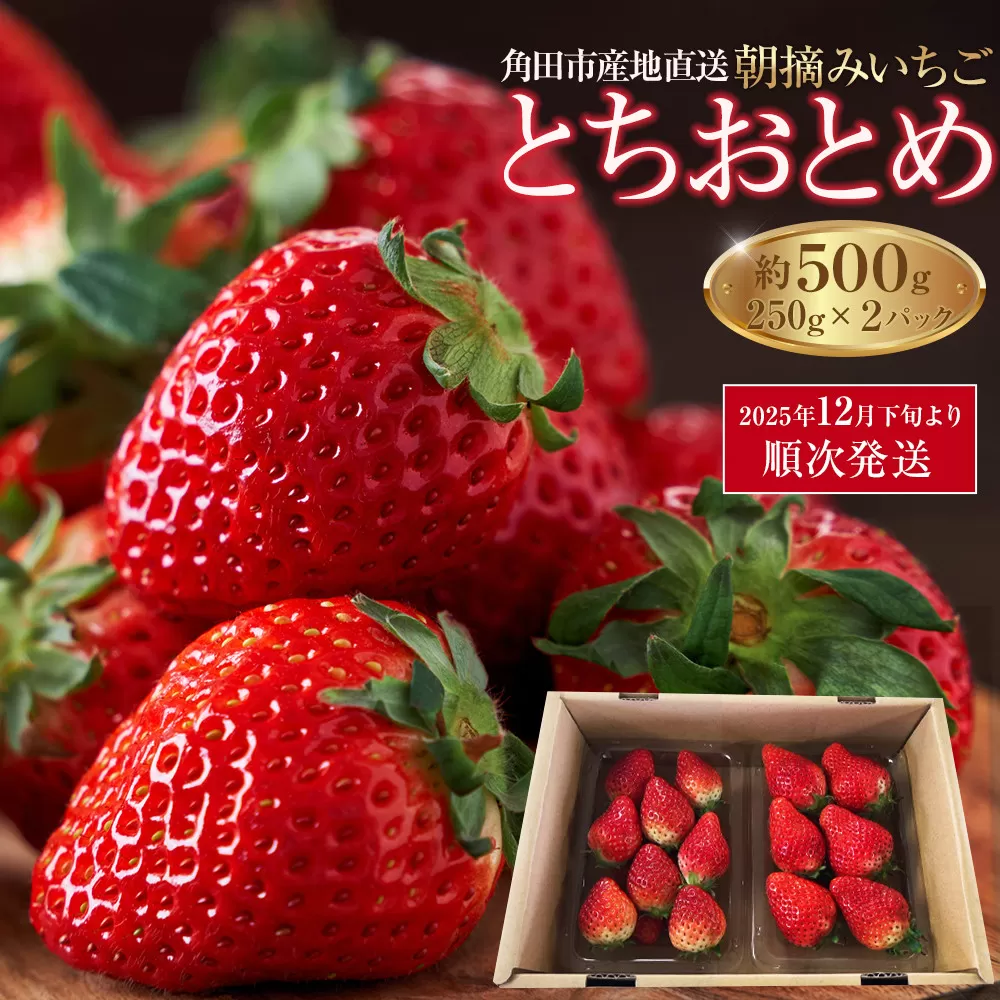【先行予約】【角田市産地直送】朝摘みいちご「とちおとめ」合計約500g（250g×2パック）【2025年12月下旬以降順次発送】