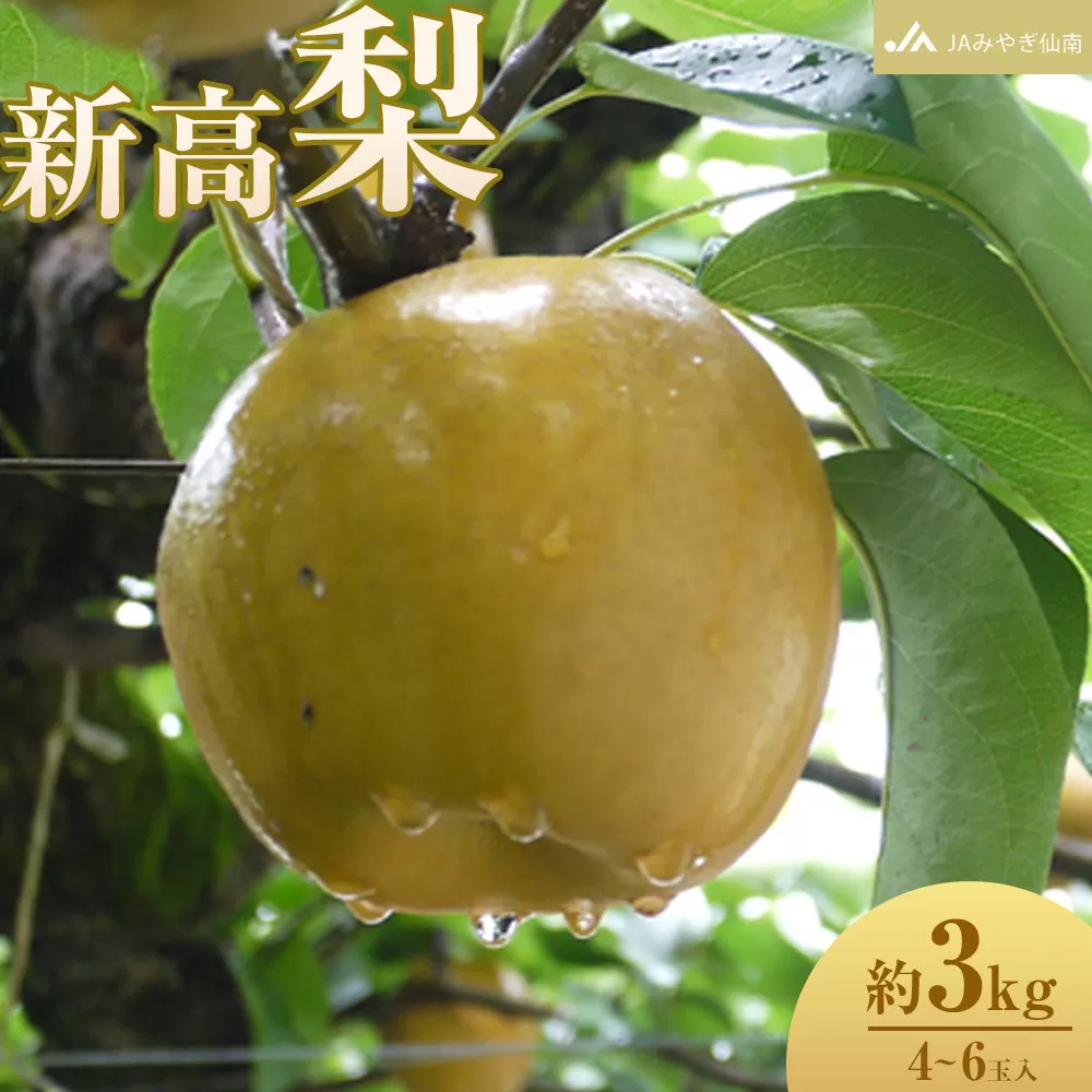 【JAみやぎ仙南】梨「新高」約3kg (4～6玉入)