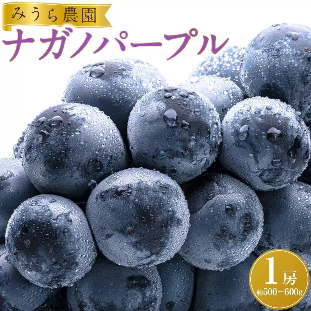【先行予約】ナガノパープル１房（約500～600g）【8月下旬以降より順次発送】