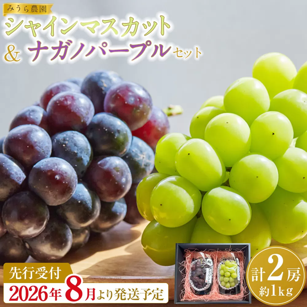 【2026年発送分先行予約】シャインマスカット／ナガノパープル セット（各1房・計2房 約1kg）【2026年9月上旬以降順次】｜シャインマスカット ナガノパープル ぶどう 葡萄 宮城県角田市 フルーツ 果物 セット
