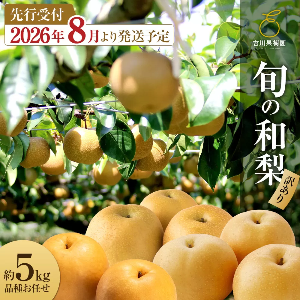 【先行予約（2026年発送分）】【訳あり】旬の和梨　約５kg【吉川果樹園】｜梨 ナシ こだわりの梨 フルーツ 果物 旬の梨 宮城県角田市 約5kg