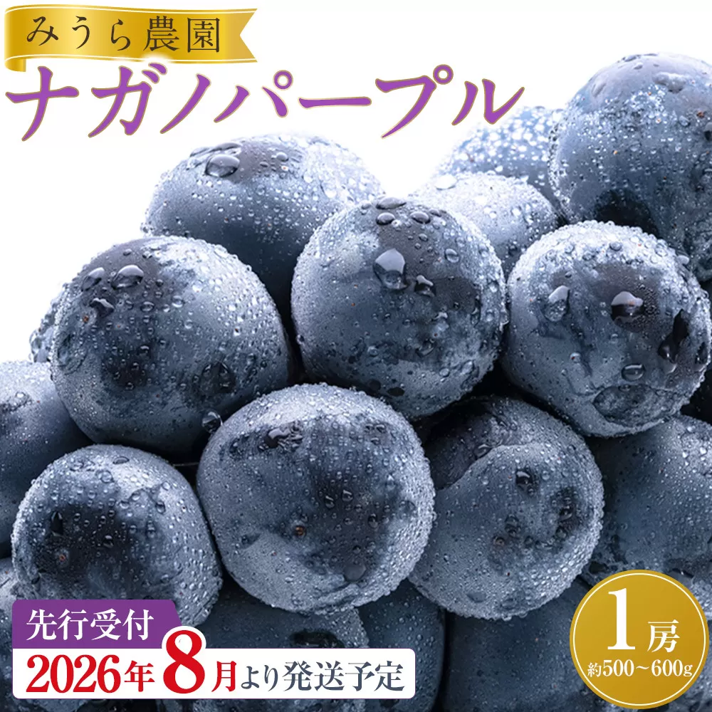 【2026年発送分先行予約】ナガノパープル１房（約500～600g）【2026年8月下旬以降順次】