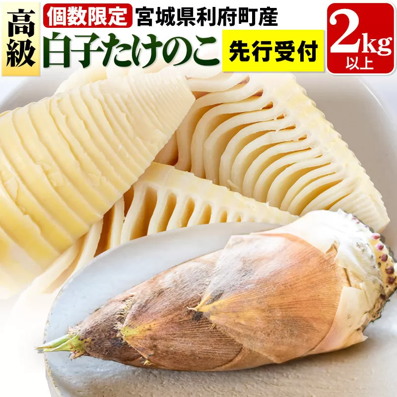 【先行受付 2026年4月以降発送】宮城県利府町産 採れたて 高級白子たけのこ 皮付き2kg以上（2〜6本）筍 タケノコ 野菜 国産 新鮮 旬