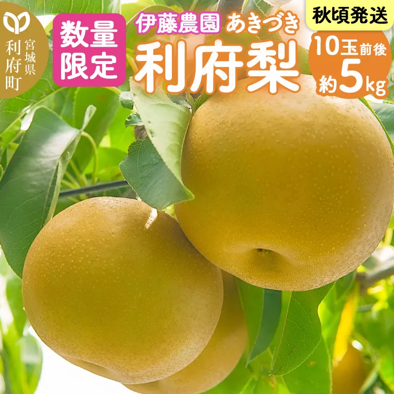 数量限定 利府梨（あきづき）5kg（10玉前後）先行受付 [先行予約 今が旬 甘い ブランド 梨 果物 フルーツ 美味 おいしい 宮城県 利府町 伊藤農園] 宮城県利府町