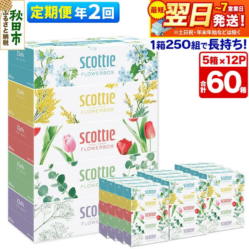 《6ヶ月ごとに2回お届け》定期便 ティッシュペーパー スコッティ フラワーボックス250組 60箱(5箱×12パック) ティッシュ 最短翌日発送 [ティッシュ スコッティ(SCOTTIE) スコッティティシュー 定期便] 秋田県秋田市