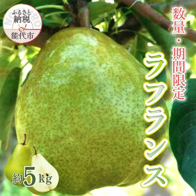 【数量・期間限定】洋梨の女王「ラフランス」 5kg ［2025年11月中旬から出荷予定］秋田県 能代市 ラフランス 洋梨 フルーツ 果物 大玉
