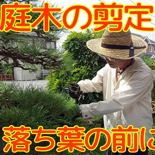 【Amazon特別価格】秋田県 能代市 空き家管理 庭木の剪定 故郷の庭木の枝や葉をキレイに剪定します 対象地域：能代市