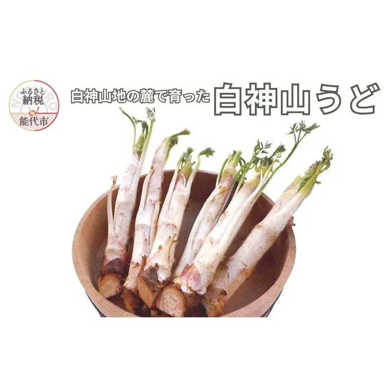 【2月～3月期間限定出荷】白神山うど 1ケース 3L 2L 秋田県 能代市 山菜