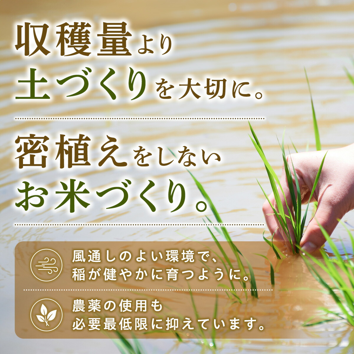 令和7年産 あきたこまち 玄米 20kg 秋田県産 米 一等米 ブランド米 20