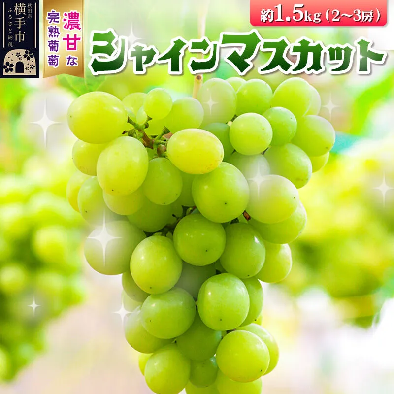 [先行受付]9月中旬より発送 横手市大沢地区産のぶどう(シャインマスカット)約1.5kg(2〜3房)濃甘な完熟葡萄 [先行予約 ぶどう ブドウ 葡萄 果物 フルーツ 横手産 秋田産 秋田県産] 秋田県横手市