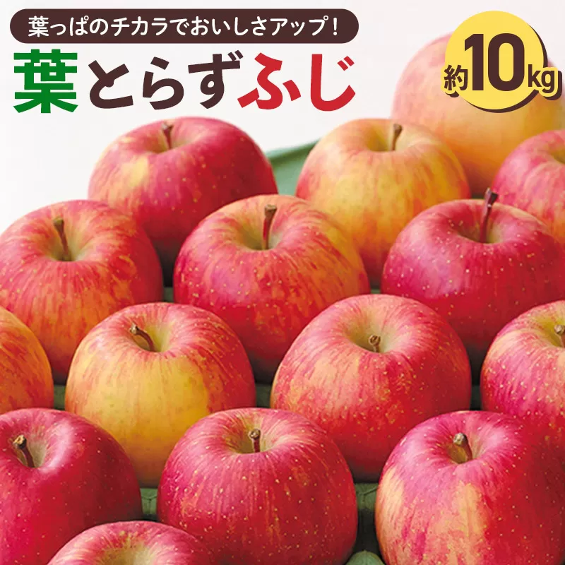＜先行受付 12月中旬以降順次発送＞横手産 葉とらずふじ 約10kg