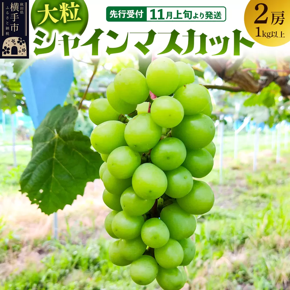 【先行受付】11月上旬より発送 大粒シャインマスカット2房（1kg以上） 横手市