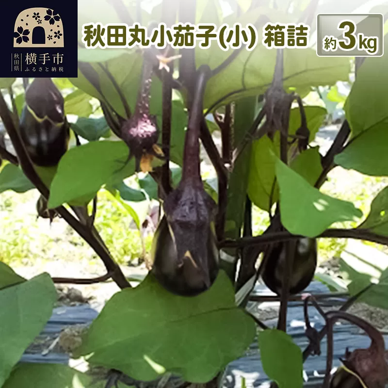 秋田丸小茄子（小）3kg 箱詰 横手市