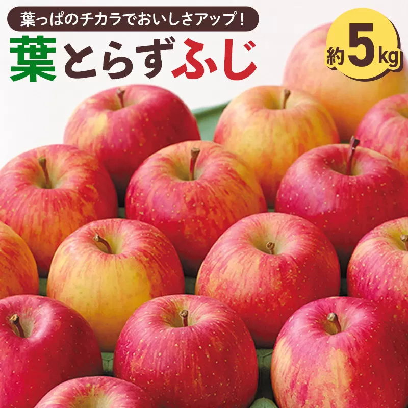 ＜先行受付 12月中旬以降順次発送＞横手産 葉とらずふじ 約5kg