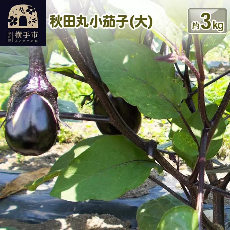 秋田丸小茄子（大）3kg 横手市