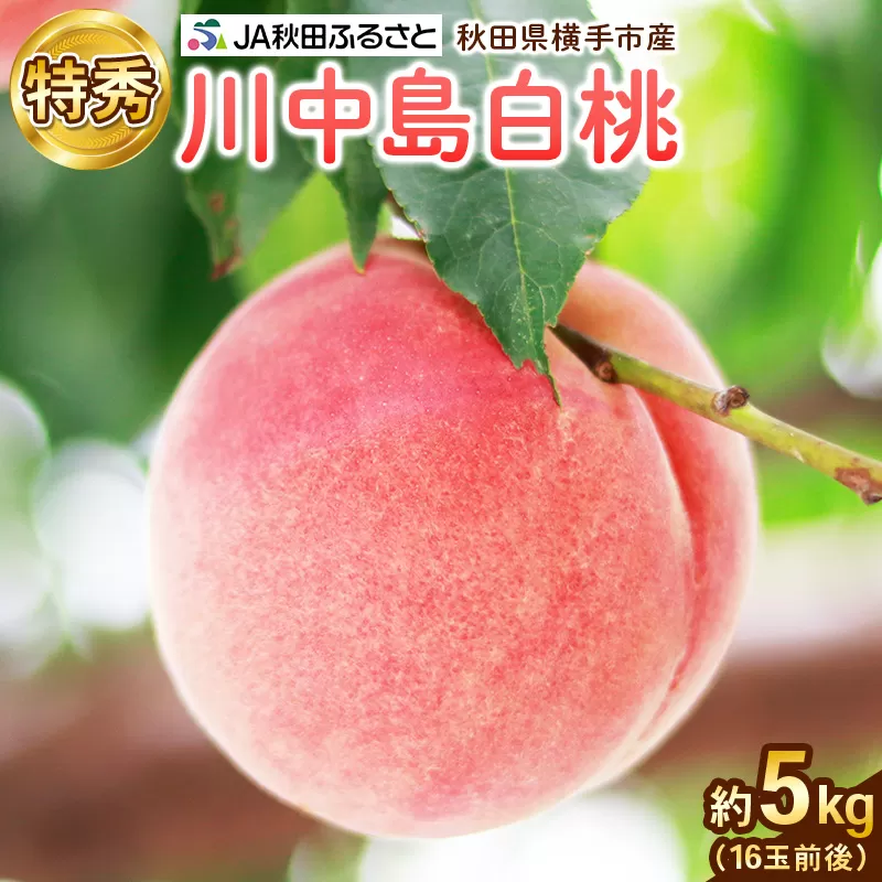 秋田県横手市産 川中島白桃 特秀 16玉前後(約5kg) 横手市