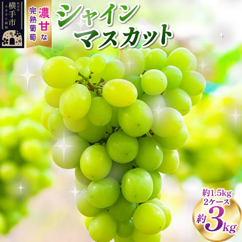 横手市大沢地区産のぶどう（シャインマスカット）約1.5kg×2ケース 濃甘な完熟葡萄 [ぶどう ブドウ 葡萄 果物 フルーツ 横手産 秋田産 秋田県産] 秋田県横手市