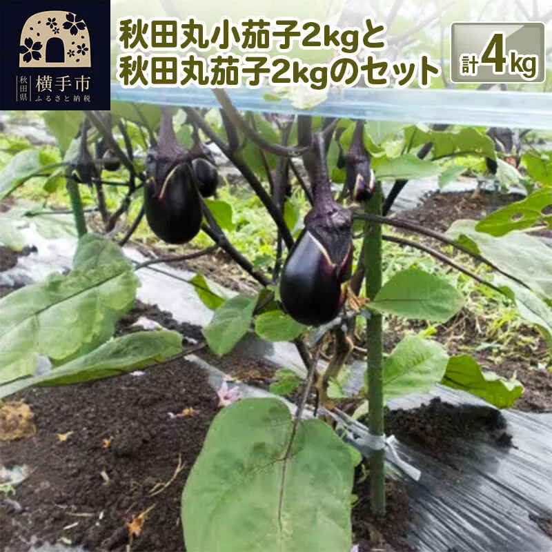秋田丸小茄子2kgと秋田丸茄子2kgのセット 計4kg [先行予約 ナス なす 茄子 野菜 秋田県 横手市] 秋田県横手市