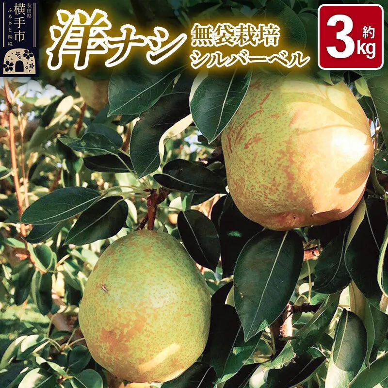 [先行受付!11月上旬より順次発送]洋梨 横手市産 小松谷りんご園謹製 無袋栽培シルバーベル 約3kg [先行予約 生きがい食材納入組合] 秋田県横手市