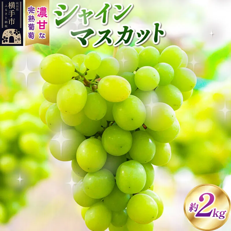横手市大沢地区産のぶどう（シャインマスカット）約2kg 濃甘な完熟葡萄 [ぶどう ブドウ 葡萄 果物 フルーツ 横手産 秋田産 秋田県産] 秋田県横手市