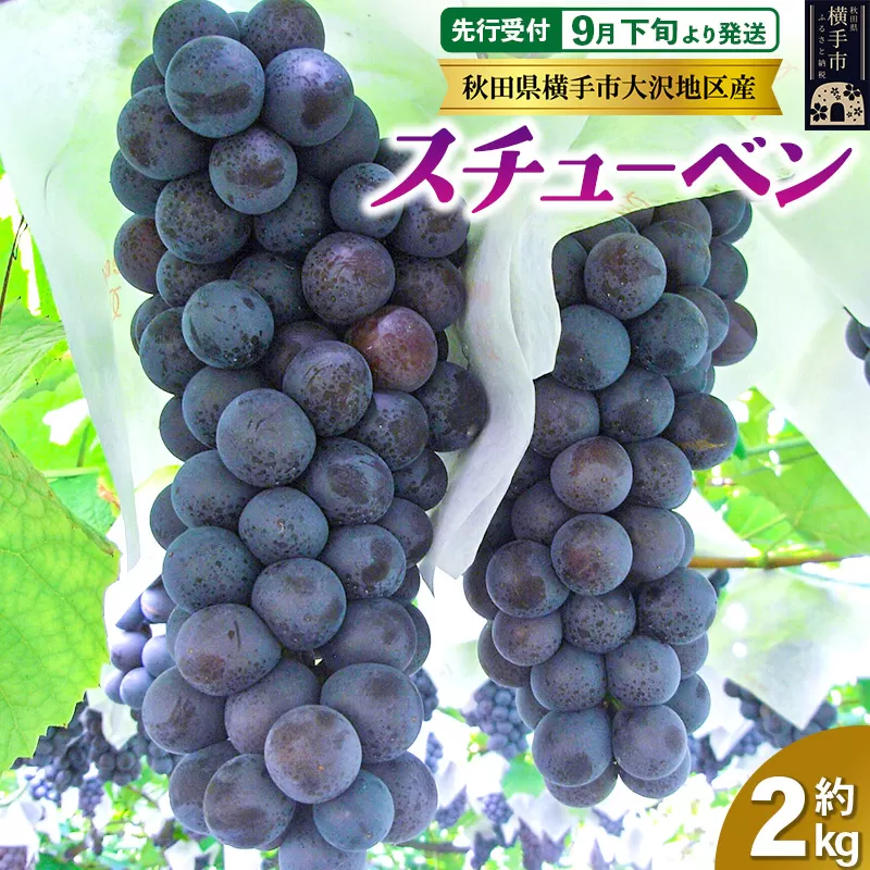 【先行受付】9月下旬より発送 濃甘な完熟葡萄 横手市大沢地区産 ぶどう スチューベン 約2kg 横手市