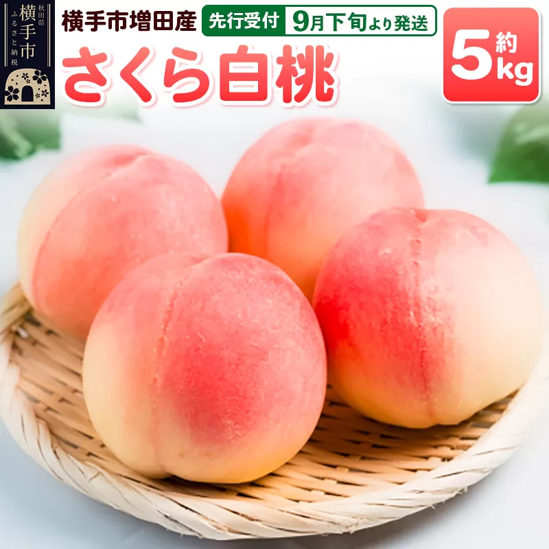 【先行受付】9月下旬より発送 横手市増田産の桃（さくら白桃）約5kg