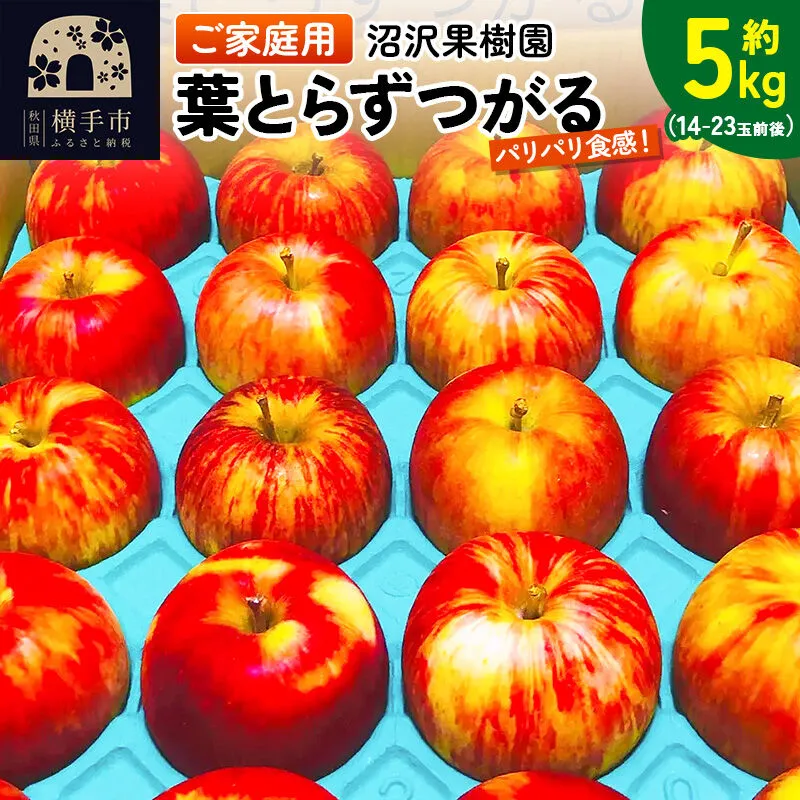 [先行受付]9月上旬より発送 パリパリ食感 葉とらずつがる ご家庭用 約5kg(14〜23玉前後) [先行予約 りんご リンゴ 早生 果物 フルーツ 産地直送 お取り寄せ [りんご]特集] 秋田県横手市