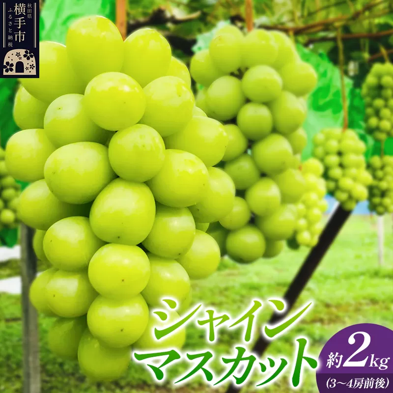 シャインマスカット（レギュラー品） 約2kg