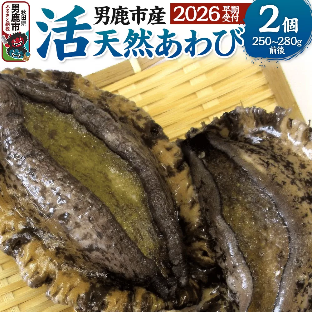 《2026年7月中旬〜8月下旬発送》男鹿産天然鮑 1〜3個 (約450〜500g) あわび アワビ 秋田 男鹿産 