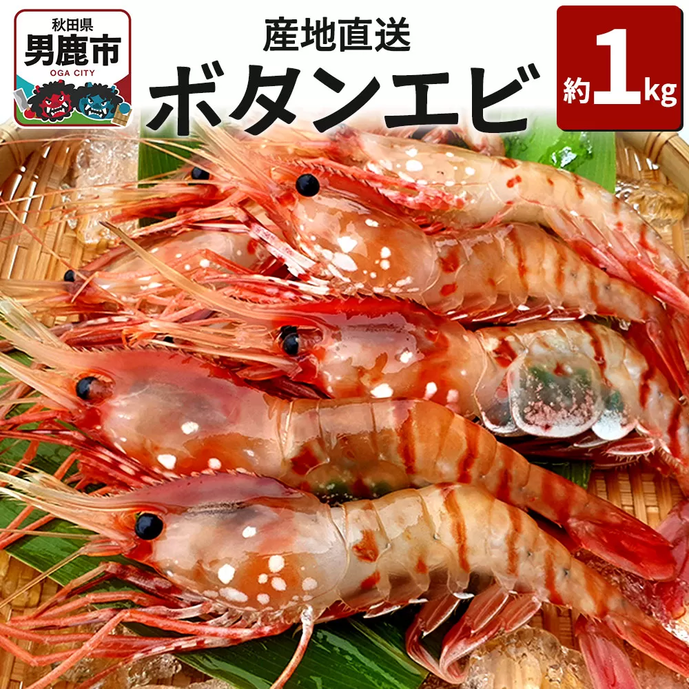 [2026年6月上旬より発送]産地直送 ボタンエビ 約1kg! ぷりっぷりでとろける甘さ お刺身や海鮮丼に 秋田県 男鹿市 萬漁水産 秋田県男鹿市