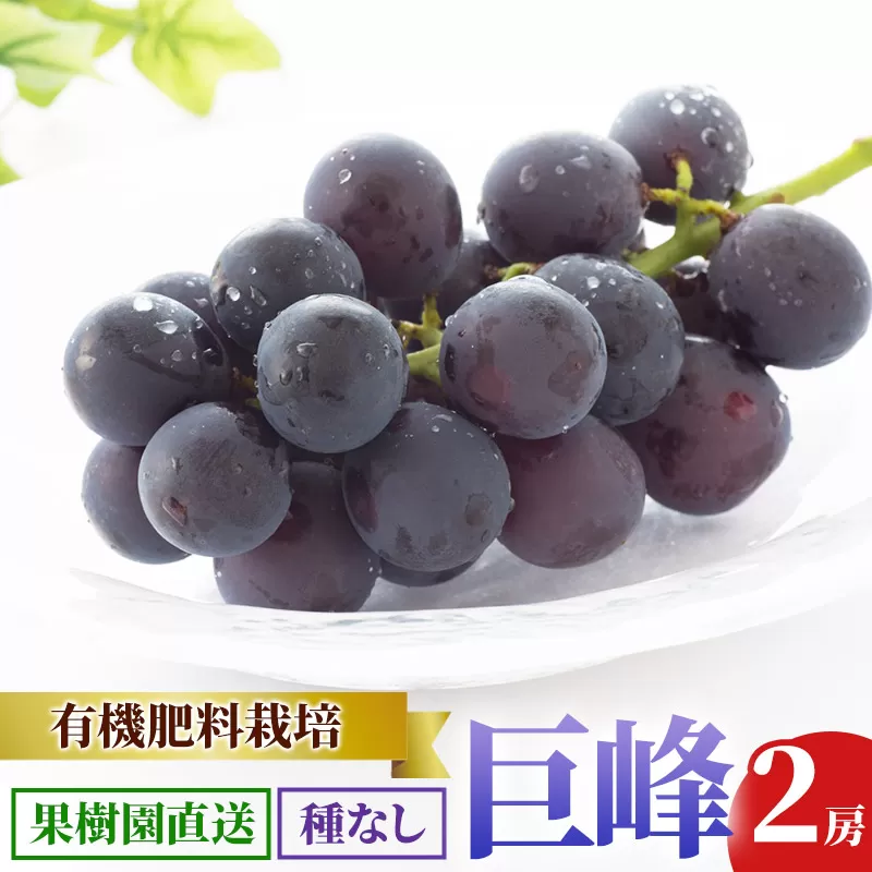 齋弥果樹園 巨峰 種なし 秋田県産 2房（合計約1kg）