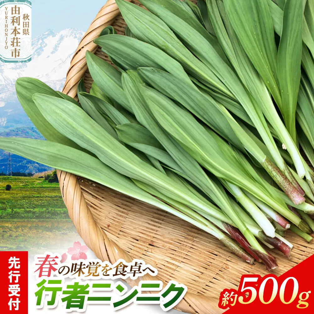 《先行受付》行者ニンニク 約500g [山菜 行者にんにく 自然栽培 野菜 天然 天然山菜 国産 先行予約 秋田熊の子山菜便 秋田県産] 秋田県由利本荘市