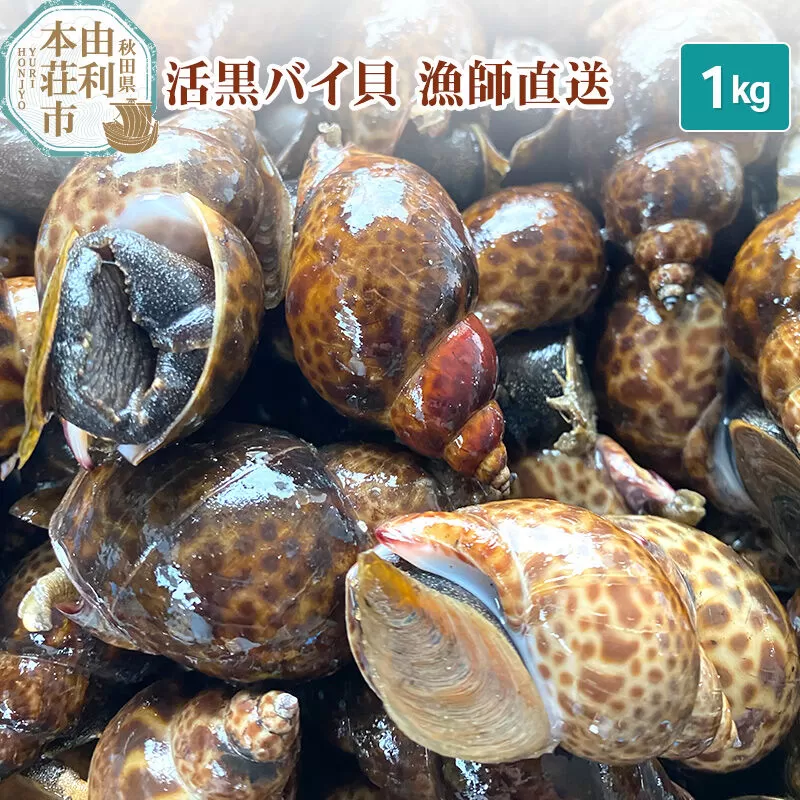 《一部地域限定配送》由利本荘市産 活黒バイ貝 1kg [徳栄丸 バイ貝 秋田県産 国産] 秋田県由利本荘市