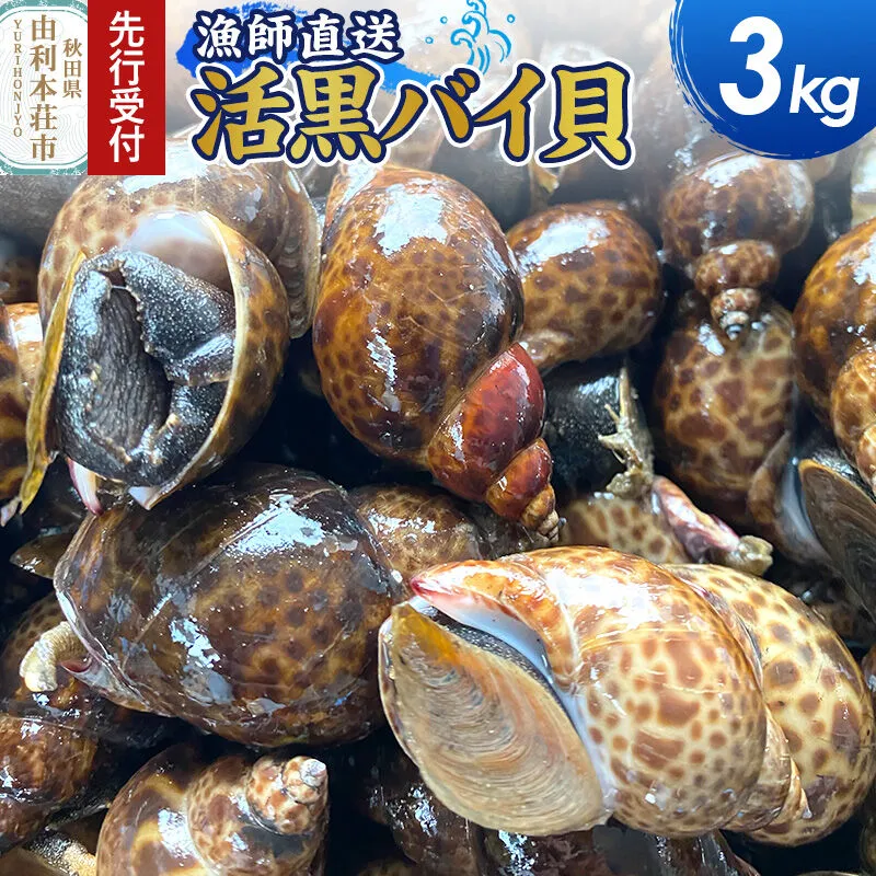 《先行受付》由利本荘市産 活黒バイ貝 3kg《一部地域限定配送》 [徳栄丸 バイ貝 秋田県産 国産] 秋田県由利本荘市