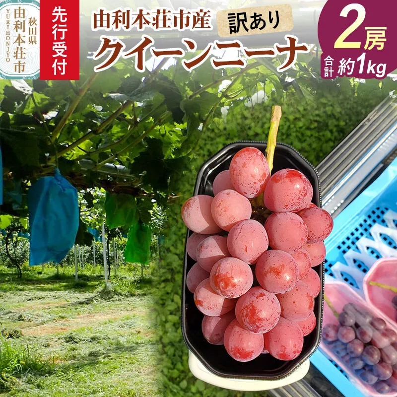 [先行受付][訳あり]クイーンニーナ 2房(合計約1kg)由利本荘市産 齋弥果樹園 [ぶどう 葡萄 ブドウ クイーンニーナ 果物 フルーツ スイーツ 訳あり 先行予約 由利本荘市産] 秋田県由利本荘市