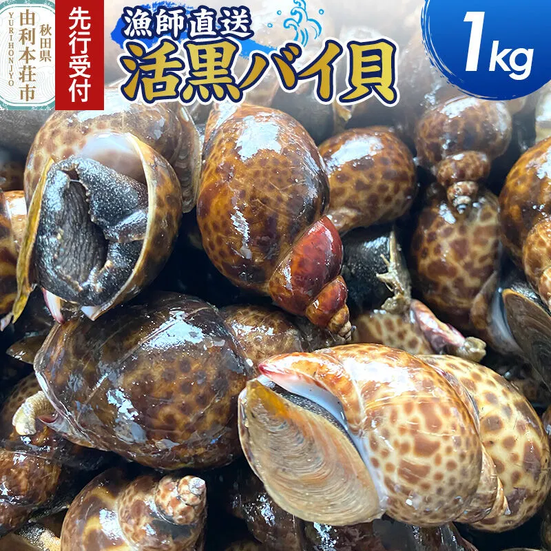 《先行受付》由利本荘市産 活黒バイ貝 1kg《一部地域限定配送》 [徳栄丸 バイ貝 秋田県産 国産] 秋田県由利本荘市