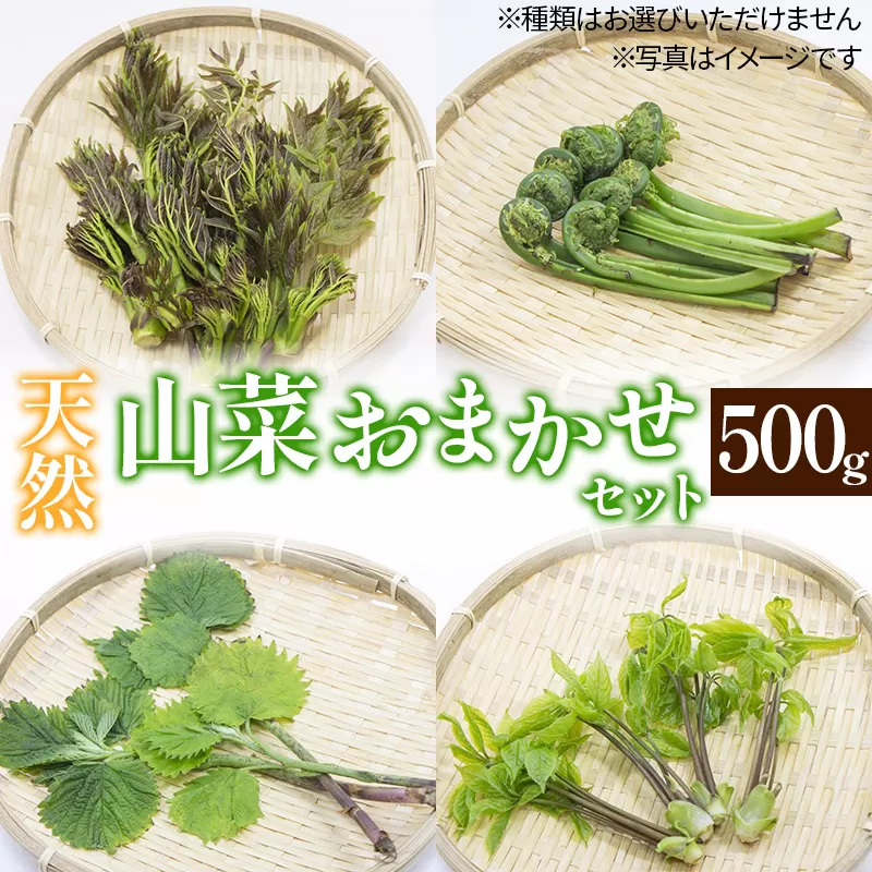 天然山菜おまかせセット500g