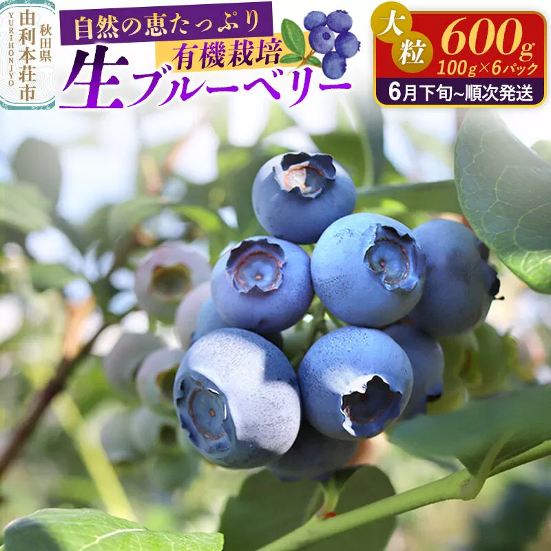 《先行受付》田口農園 秋田県産 大粒 ブルーベリー 生 合計600g（100g×6パック） 【6月下旬から順次発送】 [ブルーベリー 有機栽培 生 新鮮 安心 安全 大粒 甘い あまい おいしい 美味い 秋田県 由利本荘市 田口農園] 秋田県由利本荘市