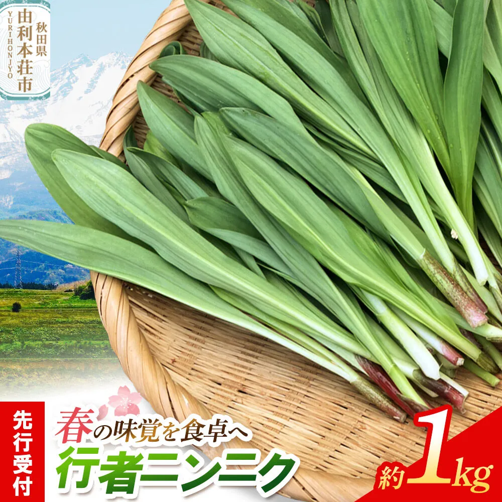 《先行受付》行者ニンニク 約1kg [山菜 行者にんにく 自然栽培 野菜 天然 天然山菜 国産 先行予約 秋田熊の子山菜便 秋田県産] 秋田県由利本荘市