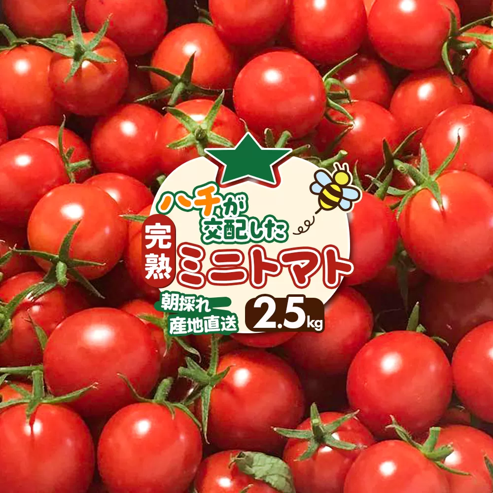 ミニトマト 2.5kg  秋田県 由利本荘市