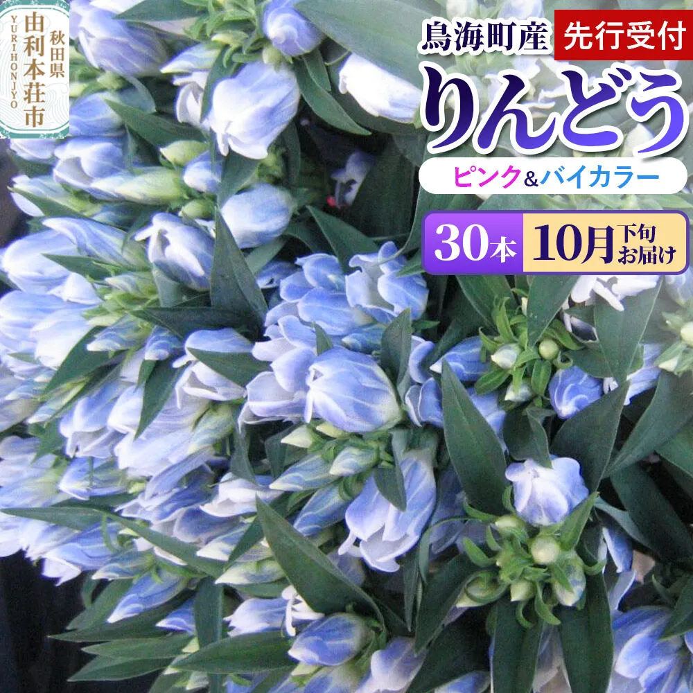 《先行受付》【10月下旬お届け】鳥海町産 りんどう 30本 ピンク バイカラー [りんどう リンドウ 竜胆 花 生花 仏花 切り花 ギフト 贈答 インテリア フラワー 秋田県 由利本荘市 鳥海町産] 秋田県由利本荘市