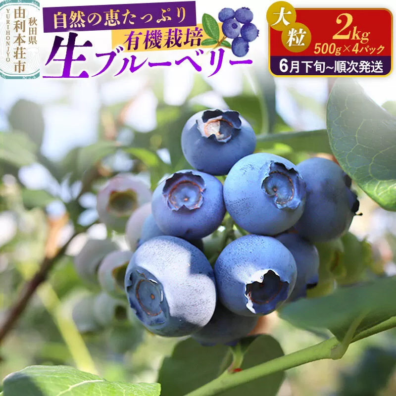 《先行受付》田口農園 秋田県産 大粒 ブルーベリー 生 合計2kg（500g×4パック） 【6月下旬から順次発送】 [ブルーベリー 有機栽培 生 新鮮 安心 安全 大粒 甘い あまい おいしい 美味い 秋田県 由利本荘市 田口農園] 秋田県由利本荘市
