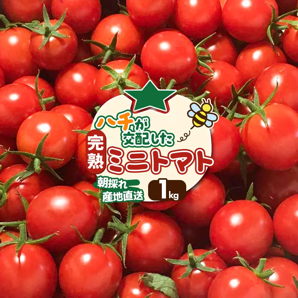 《先行受付》8月上旬〜9月下旬発送 ミニトマト 1kg 秋田県 由利本荘市