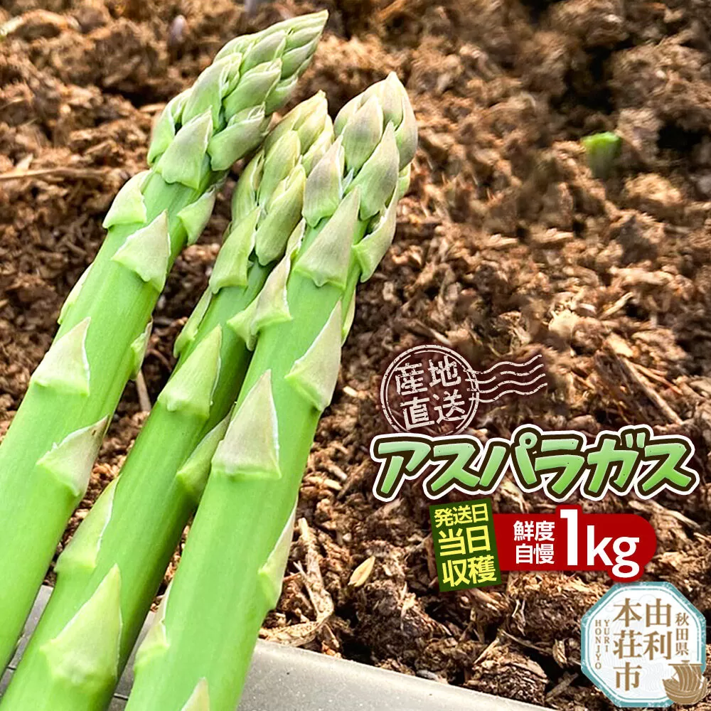 [先行受付]アスパラガス 1kg 4月中旬〜5月下旬発送 秋田県 由利本荘市 [アスパラガス アスパラ 自社農園 栽培 鮮度抜群 ハウス栽培 茎まで柔らかい クセのない甘さ 産地直送 産直 素焼き 秋田 由利本荘市 だいち農園] 秋田県由利本荘市