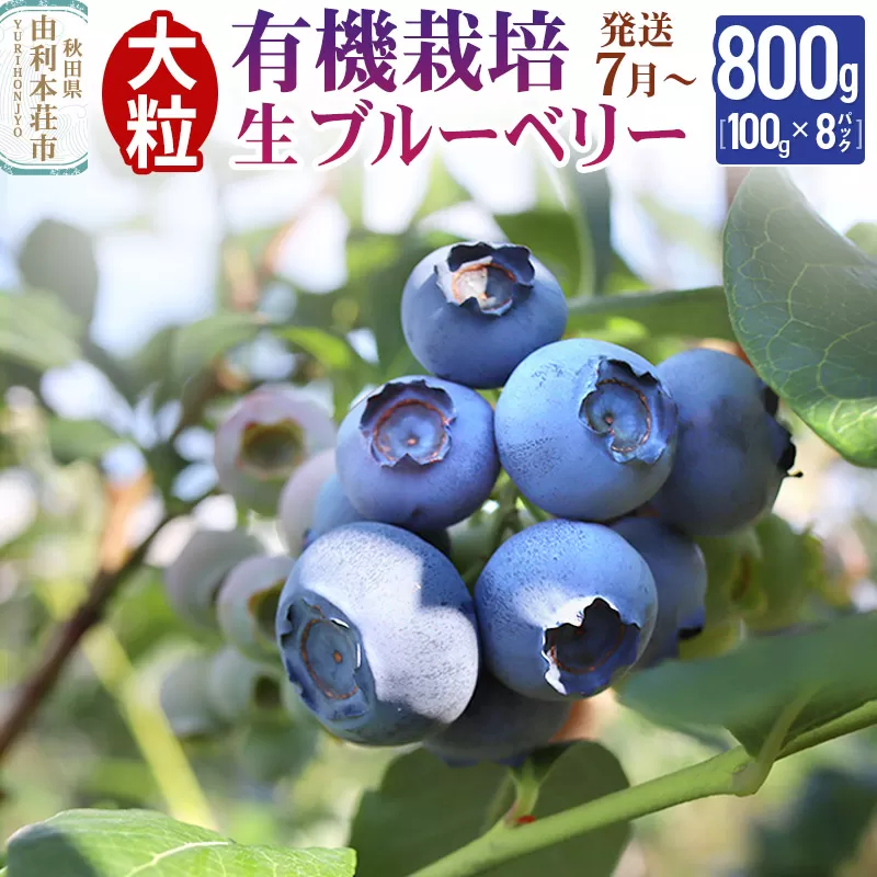 【発送7月から順次】田口農園 秋田県産 大粒 ブルーベリー 生 合計800g(100g×8パック) 